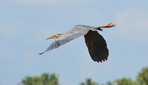 Purple heron