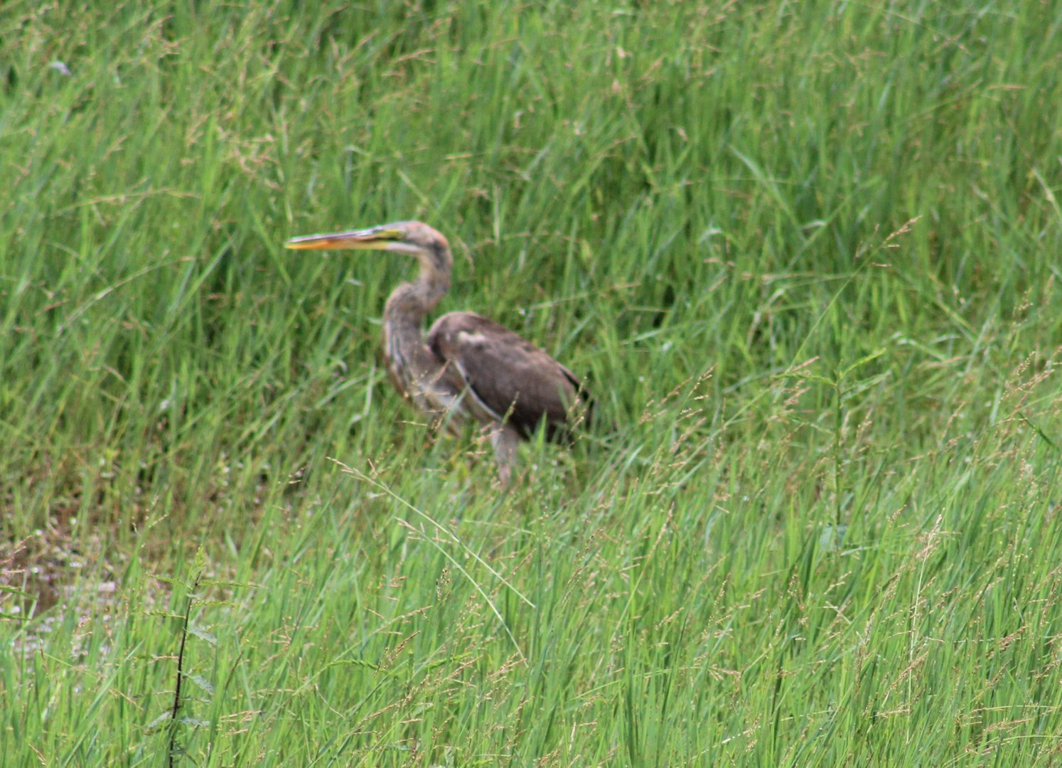 Purple heron
