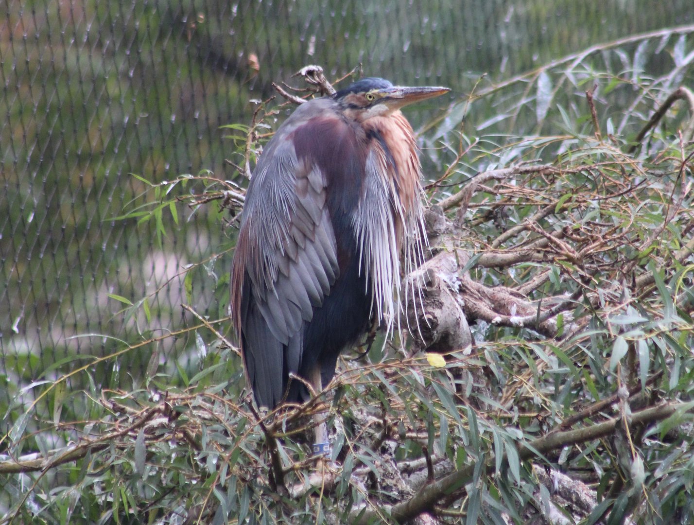 Purple heron
