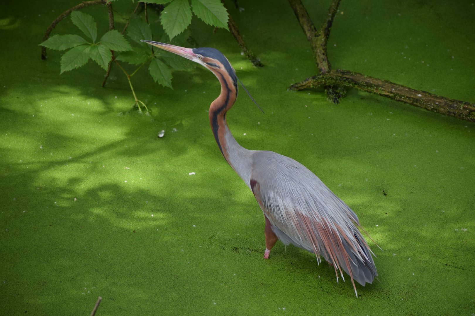 Purple heron