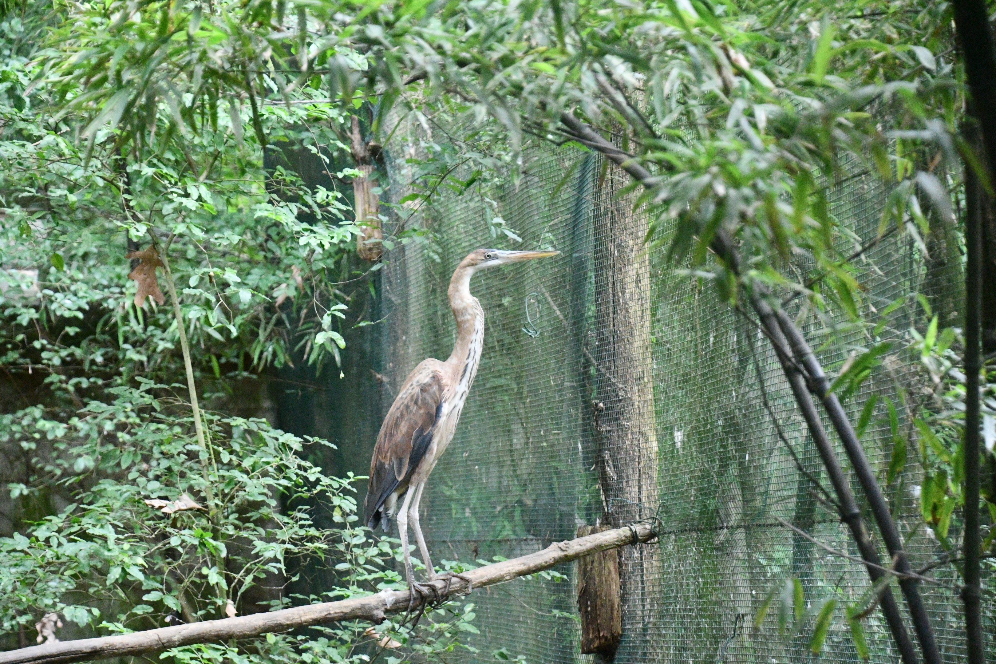 Purple Heron