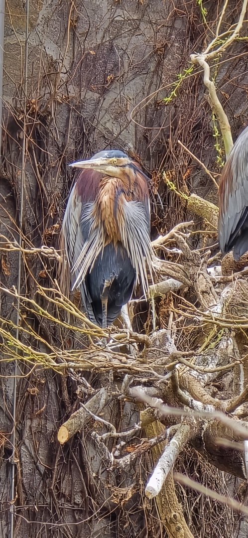 Purple heron