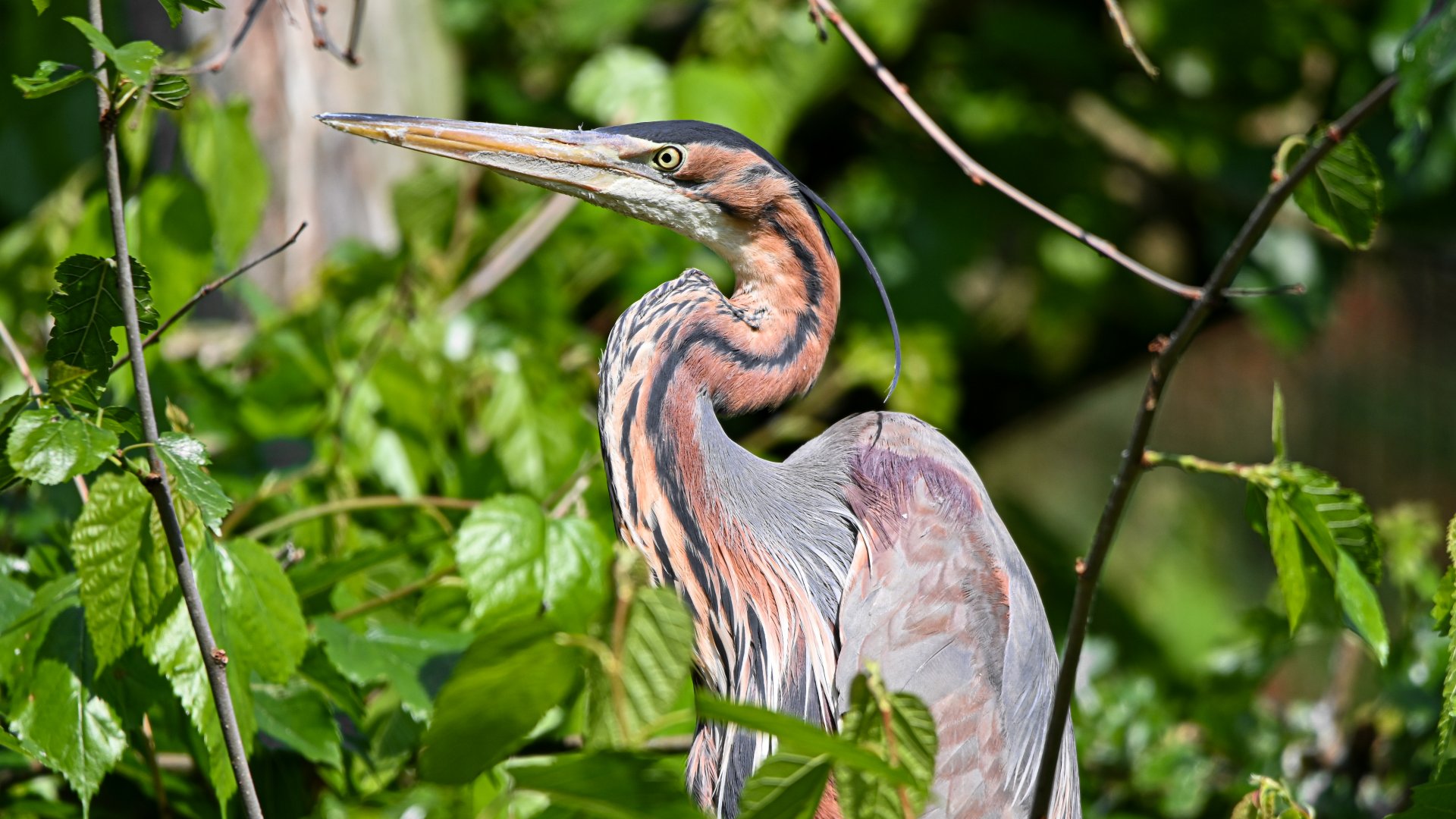 Purple heron