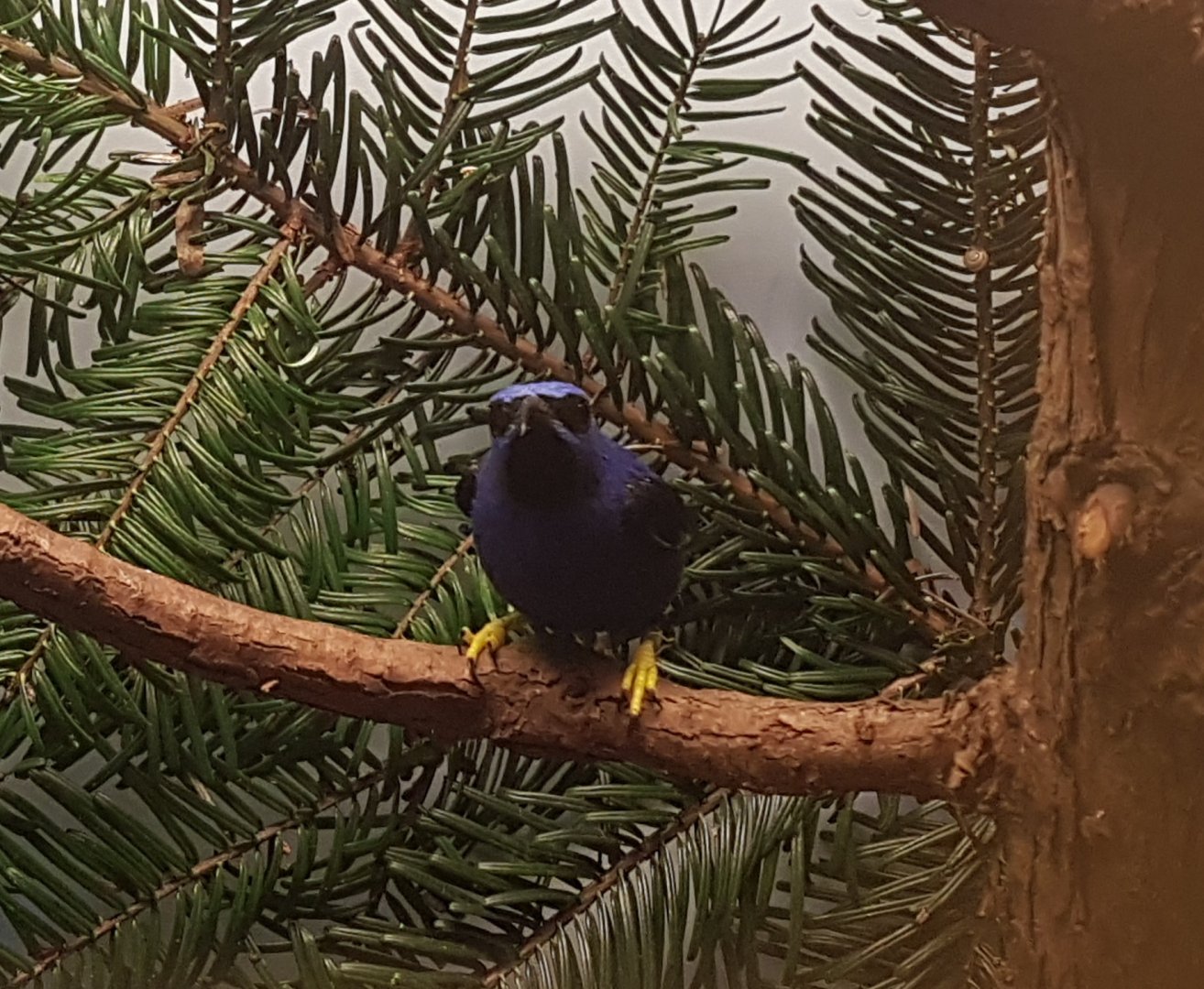 Purple honey-creeper