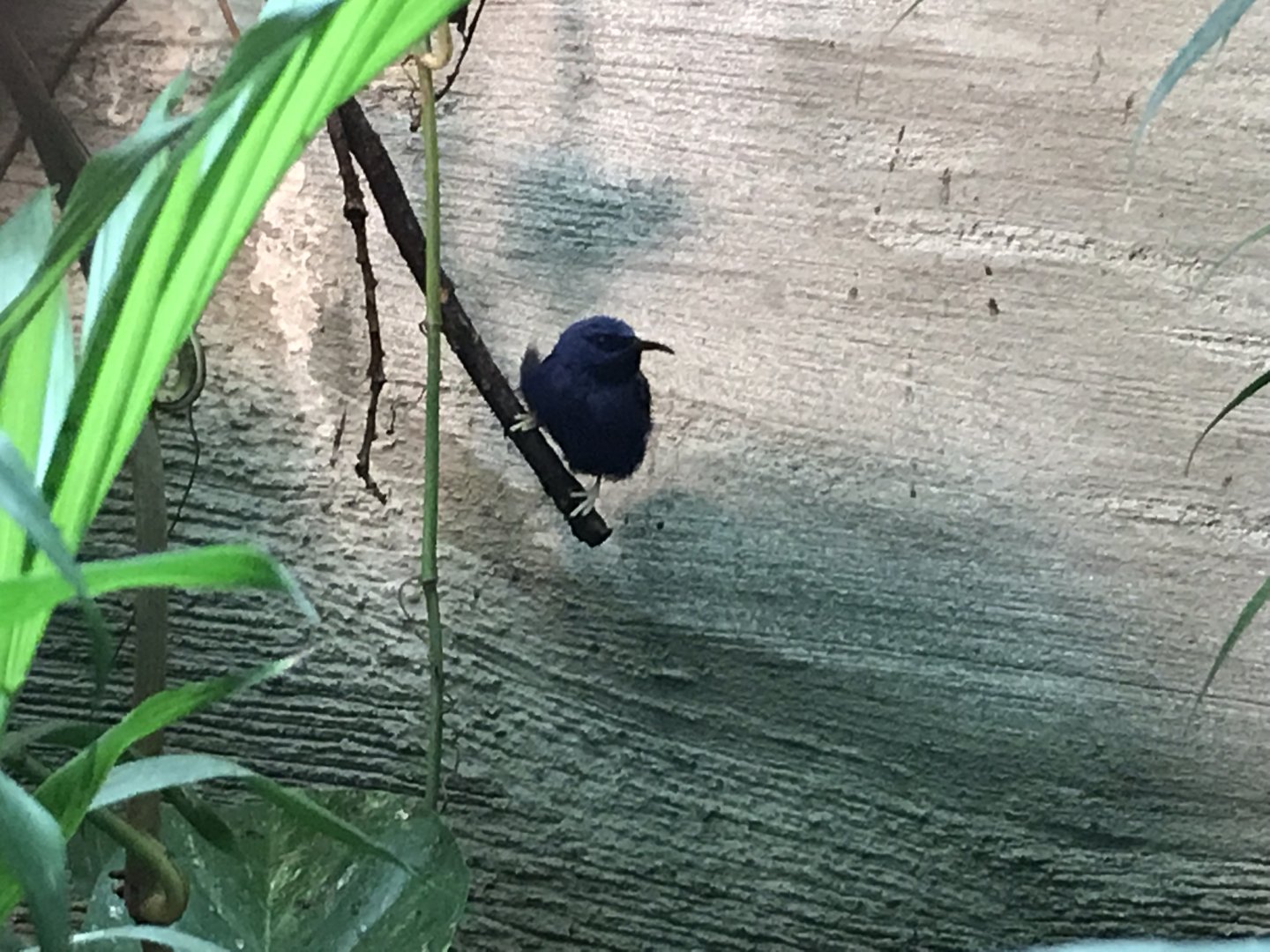 Purple honeycreeper 280118