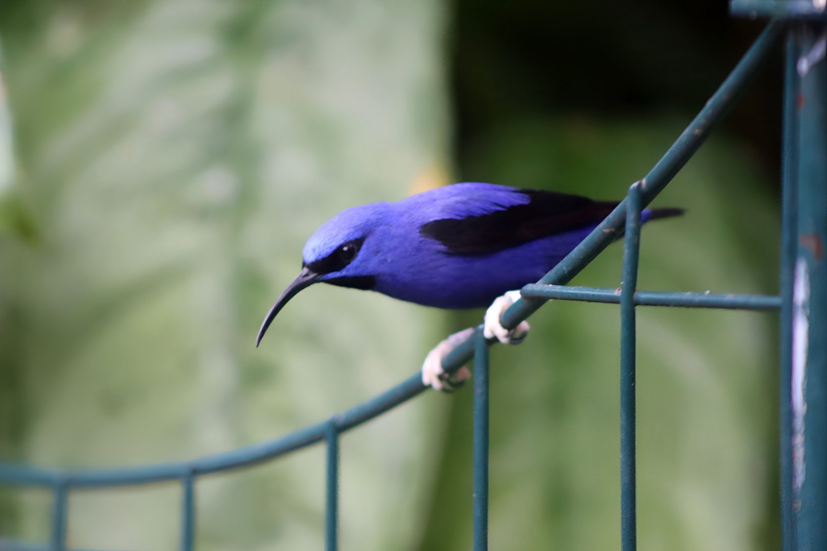 Purple Honeycreeper (Cyanerpes caeruleus), December 2019
