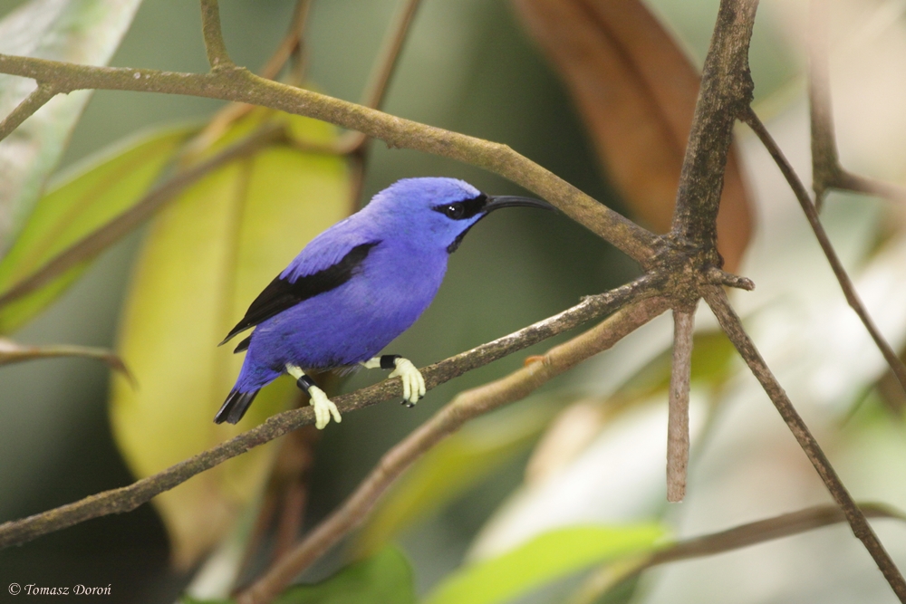 Purple Honeycreeper (Cyanerpes caeruleus) male