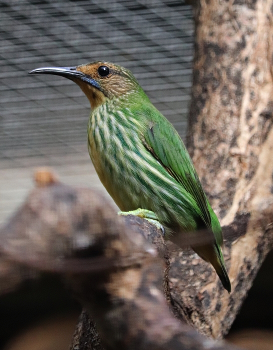 Purple honeycreeper (Cyanerpes caeruleus)