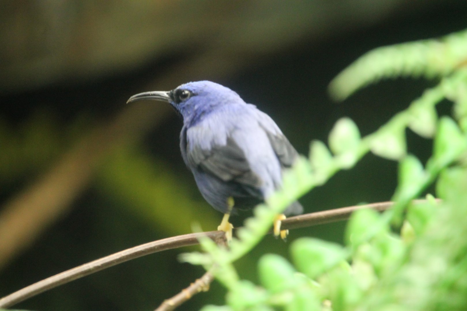 Purple Honeycreeper (Cyanerpes caeruleus)