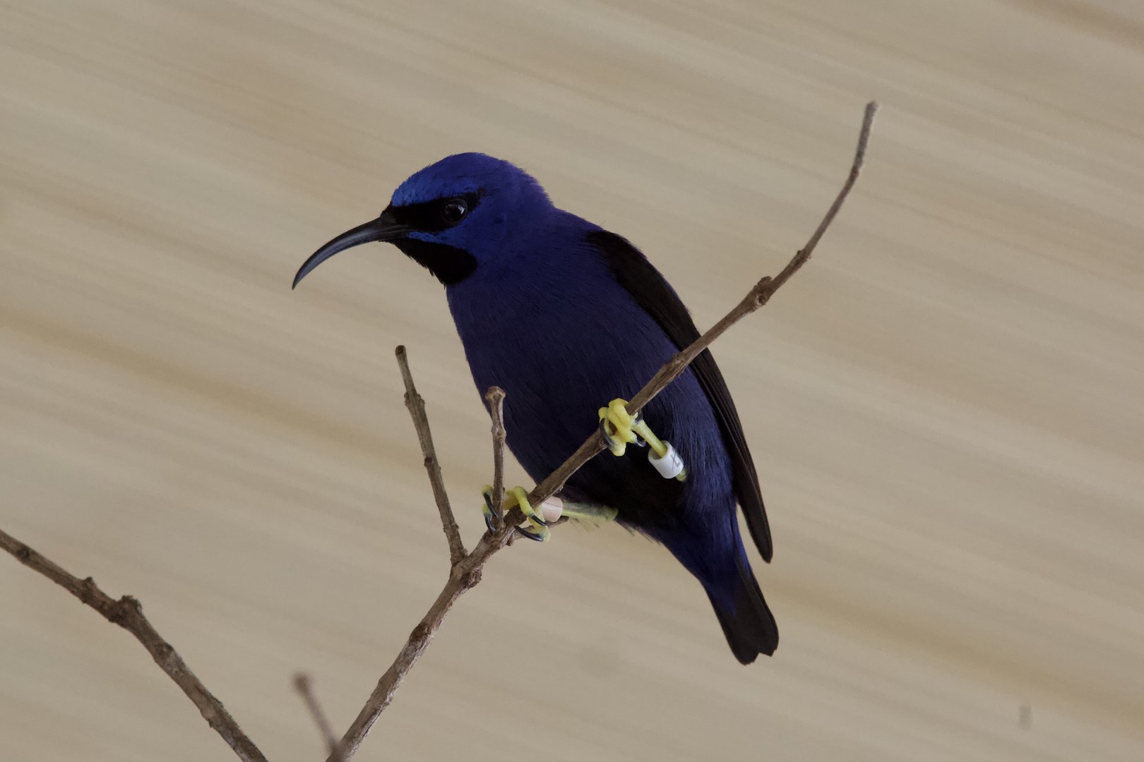 Purple honeycreeper/ Cyanerpes caeruleus