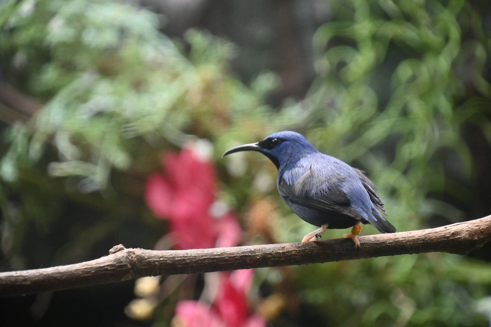 Purple honeycreeper (Cyanerpes caeruleus)