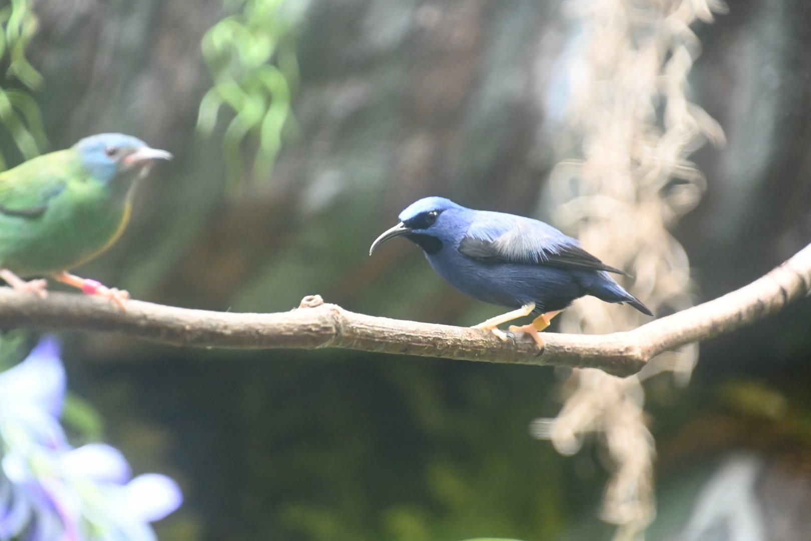 Purple honeycreeper (Cyanerpes caeruleus)