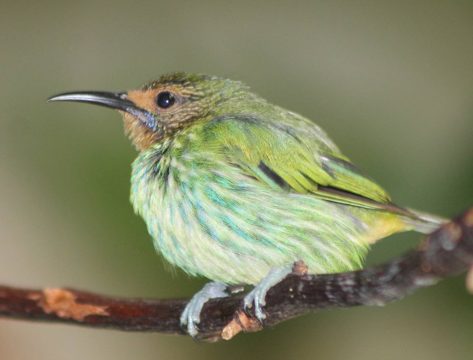 Purple honeycreeper female