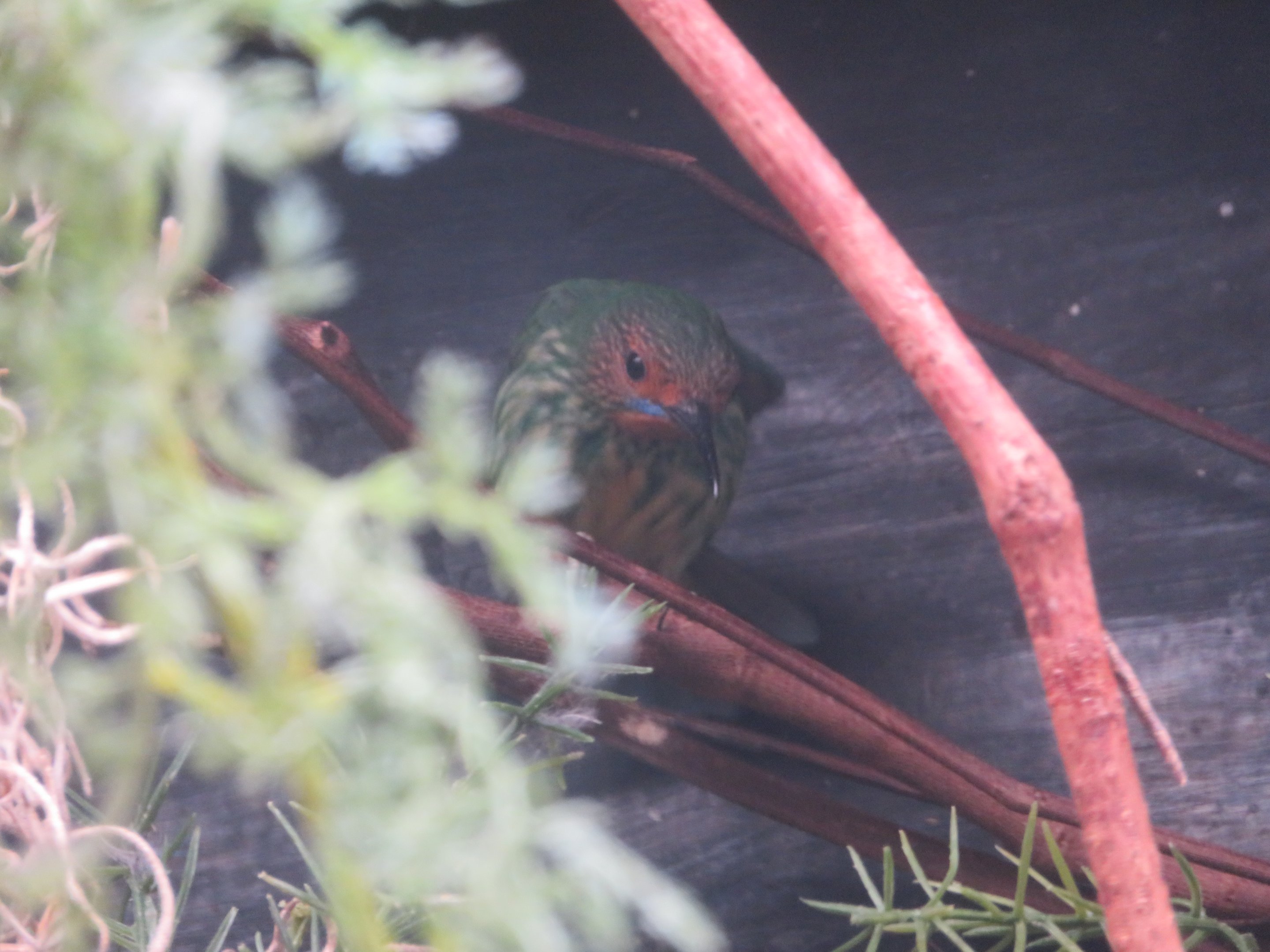 Purple Honeycreeper (Female)