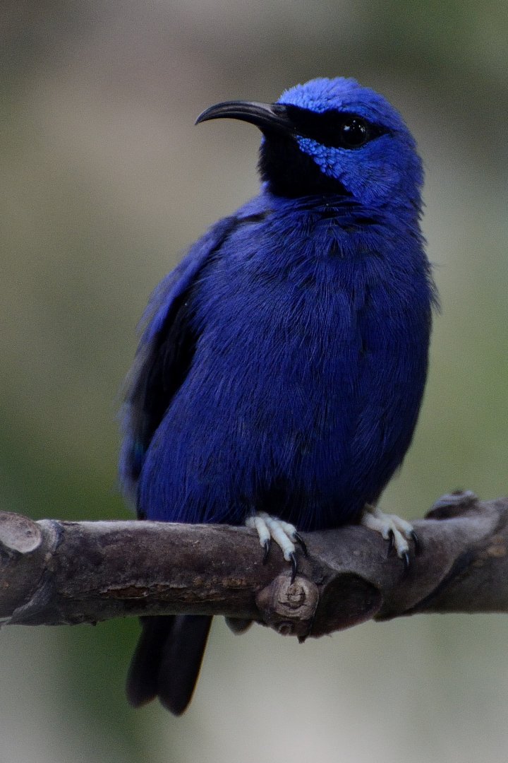 Purple Honeycreeper - Marwell Wildlife 03/11/2018