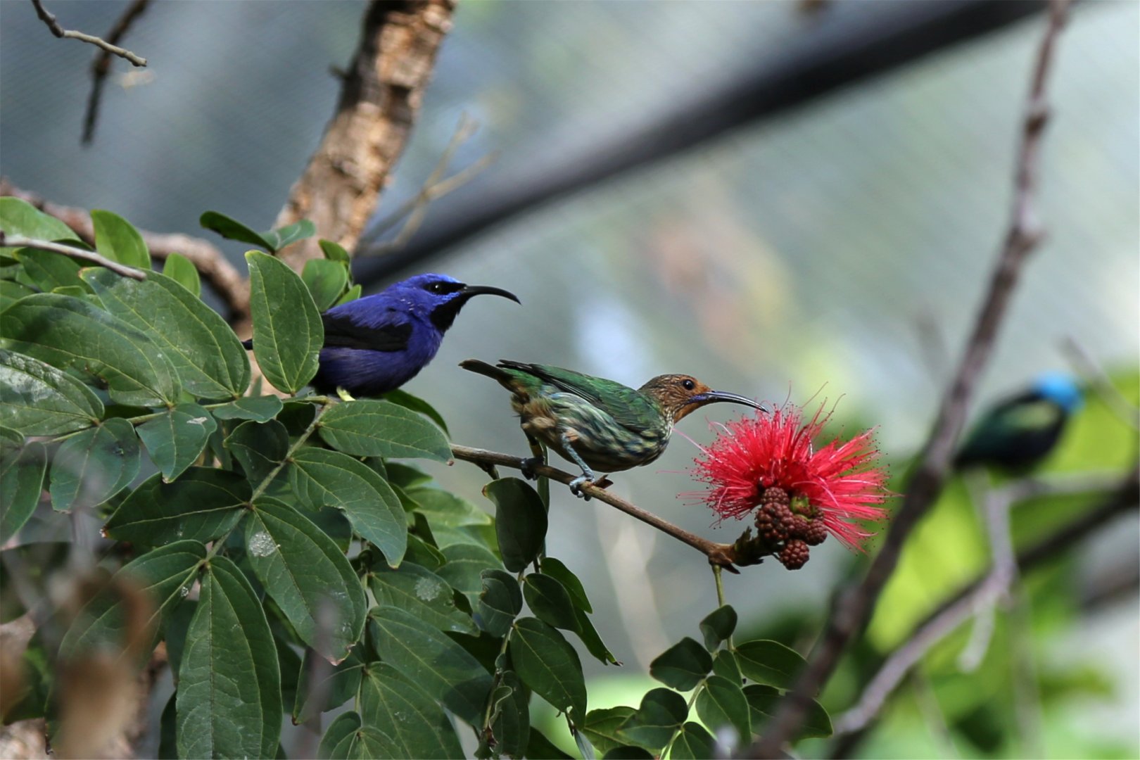 Purple honeycreeper pair (Cyanerpes caeruleus), December 2015