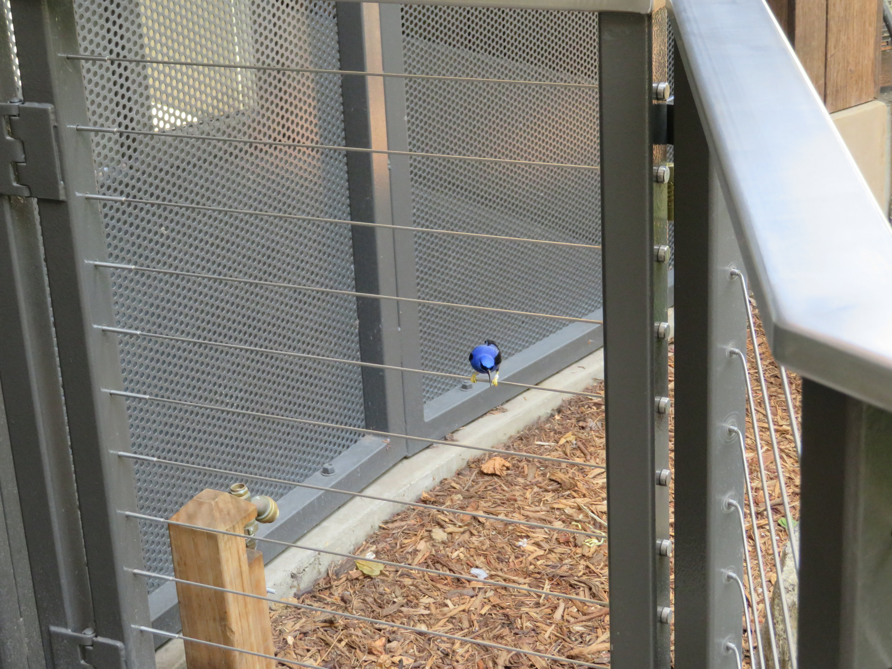 Purple Honeycreeper Size