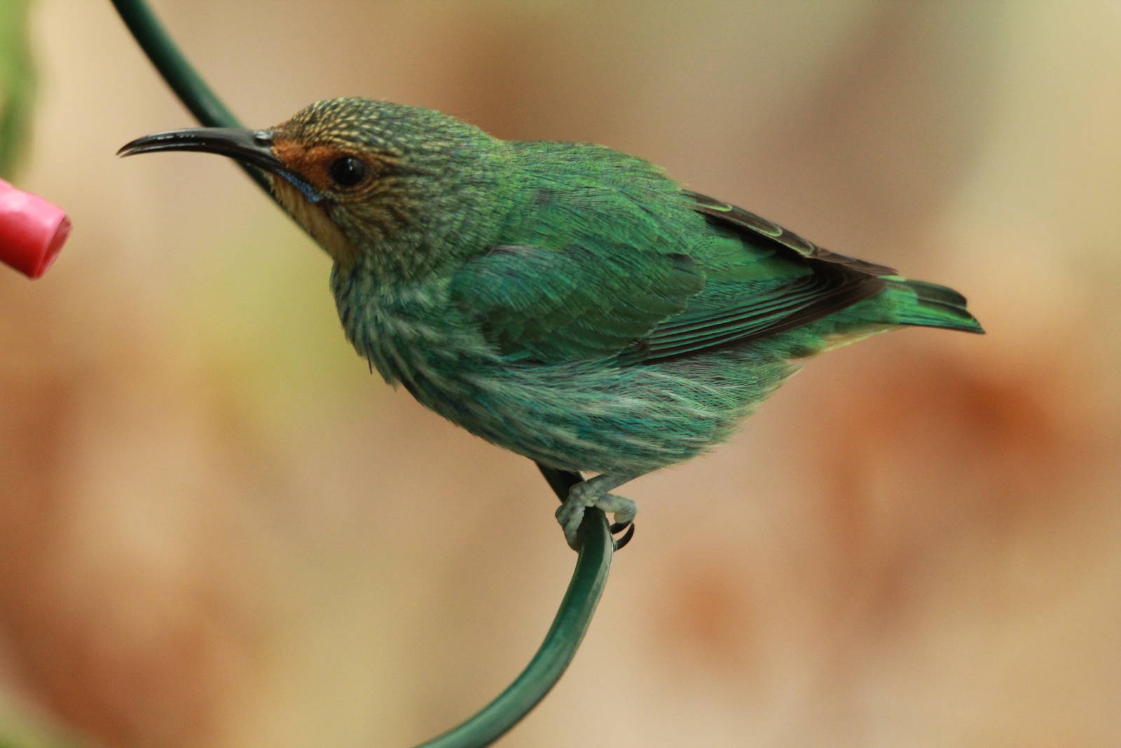 Purple Honeycreeper?
