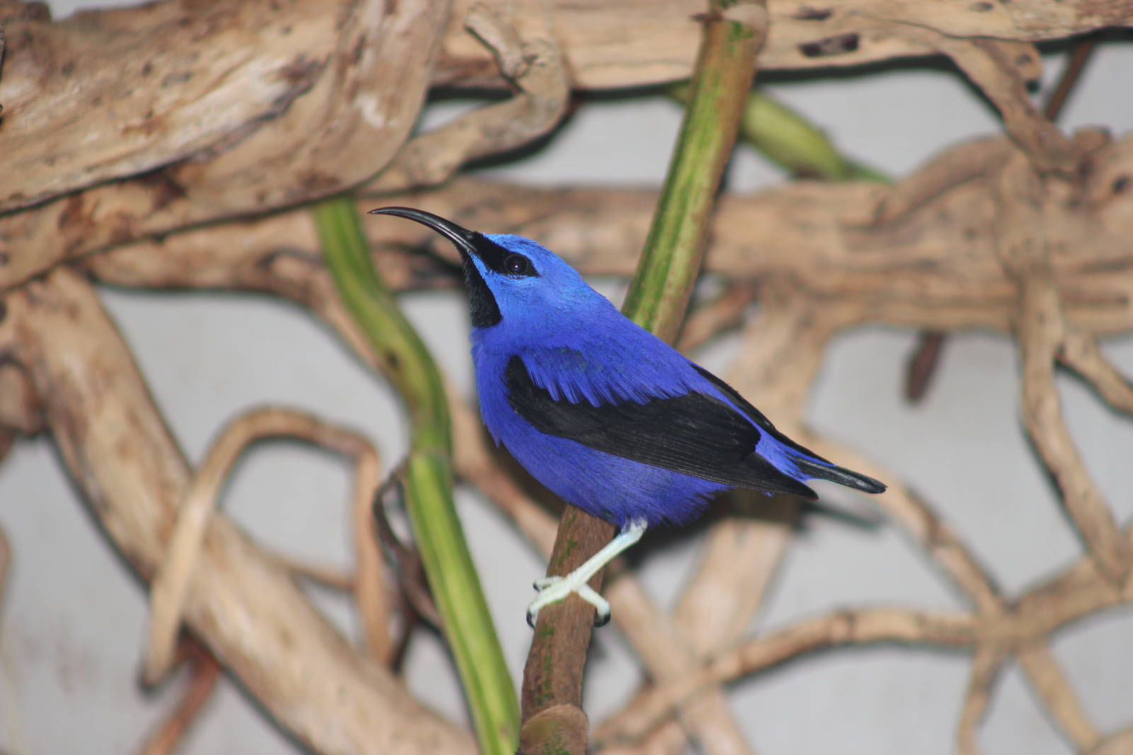 Purple honeycreeper