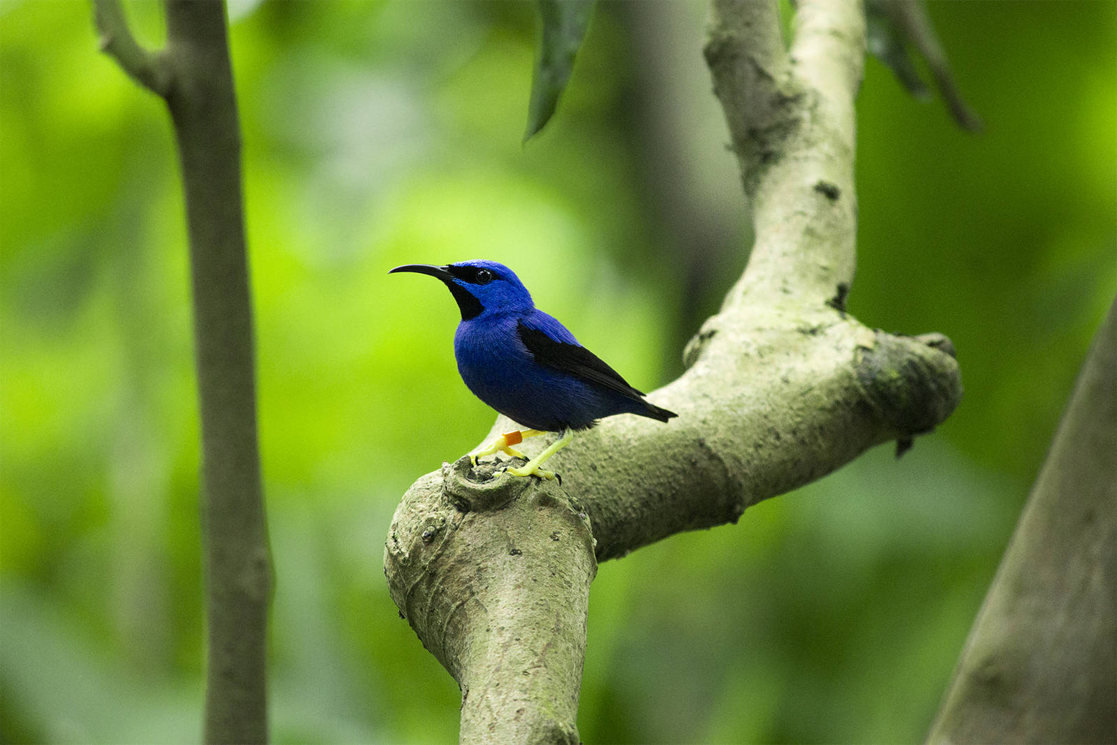 Purple honeycreeper