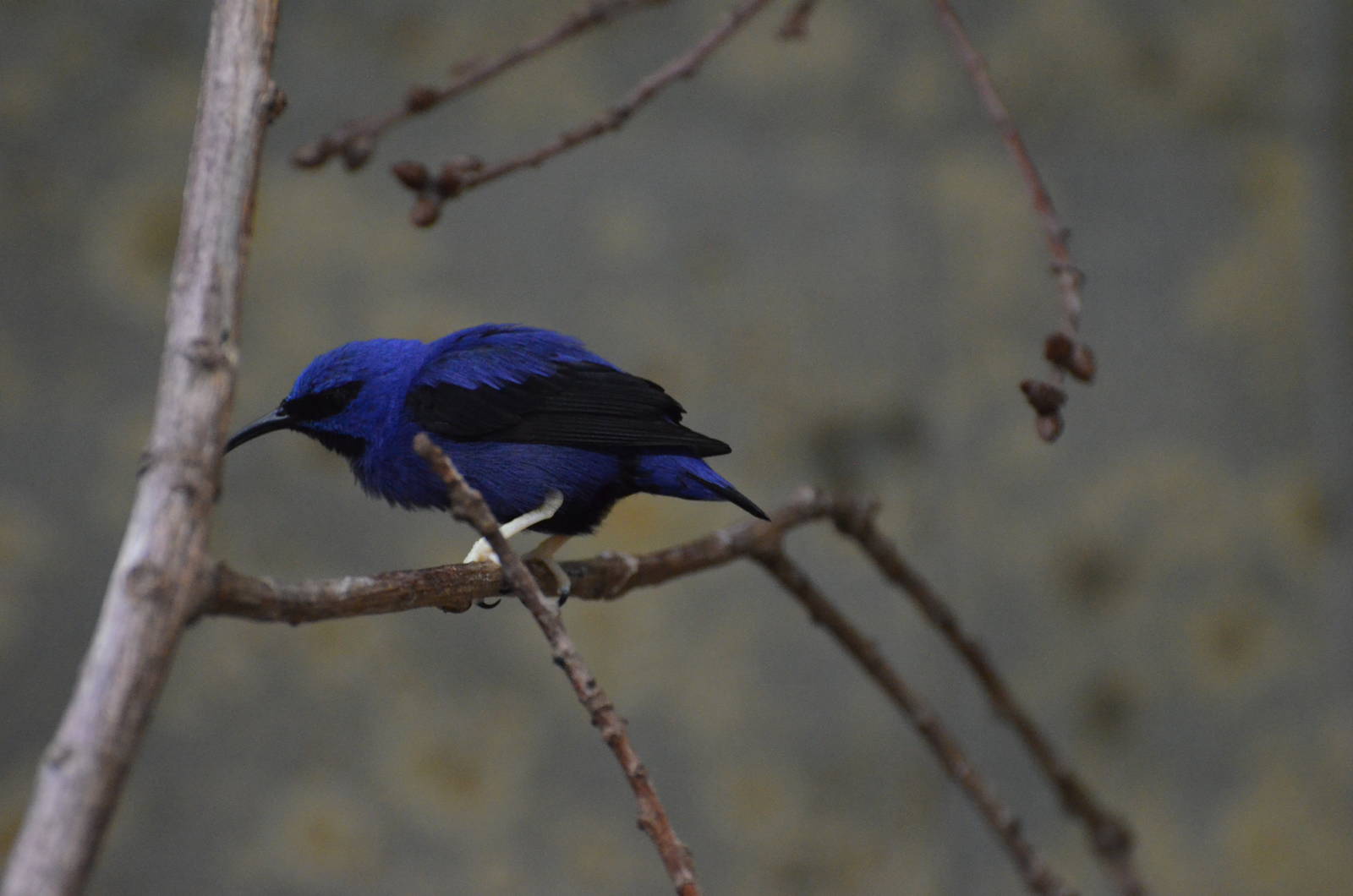 Purple honeycreeper