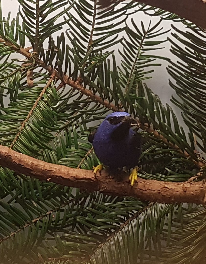 Purple honeycreeper