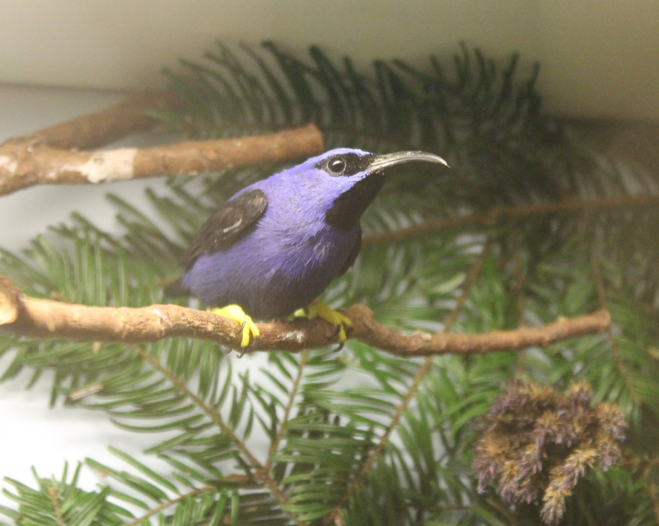 Purple honeycreeper