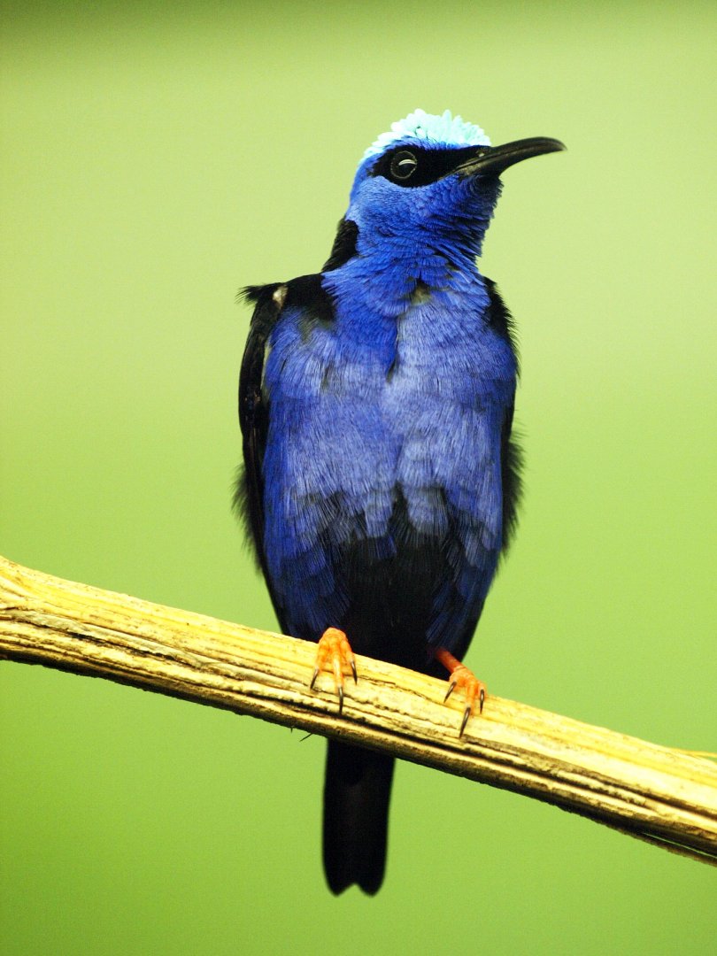 Purple honeycreeper