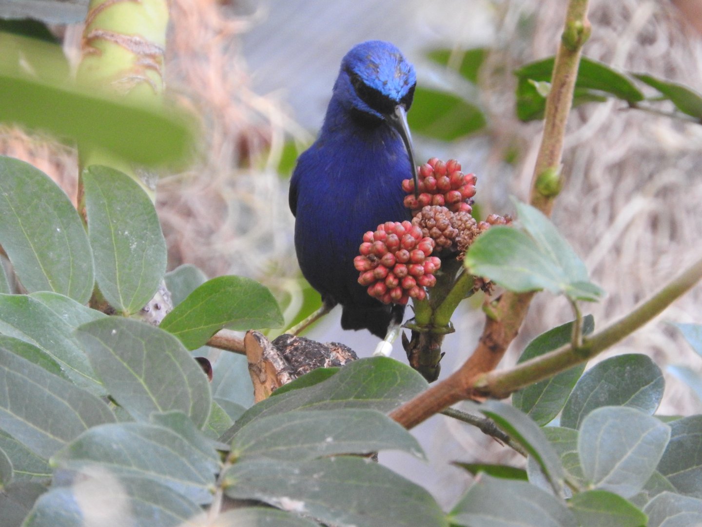 Purple Honeycreeper
