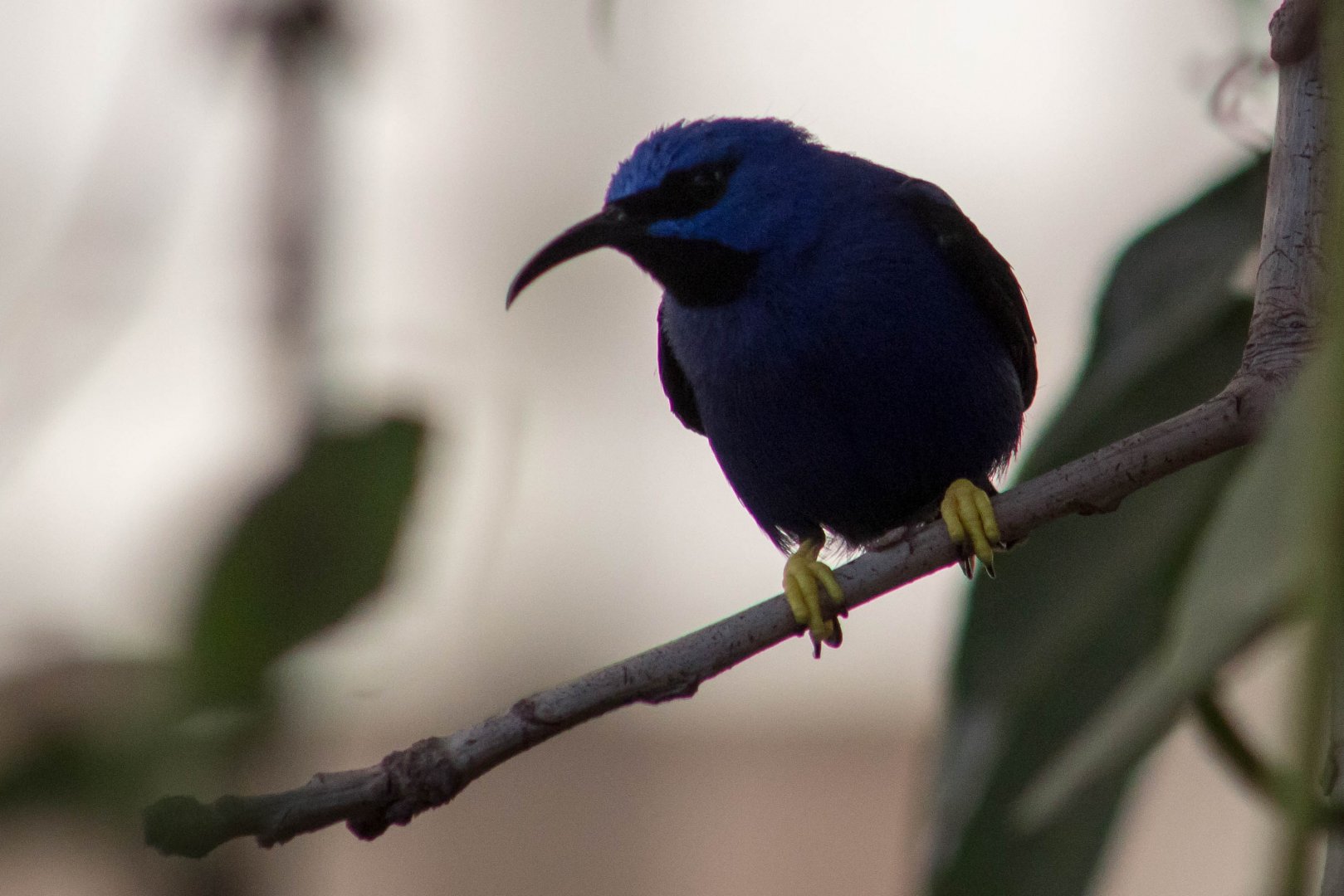 Purple honeycreeper