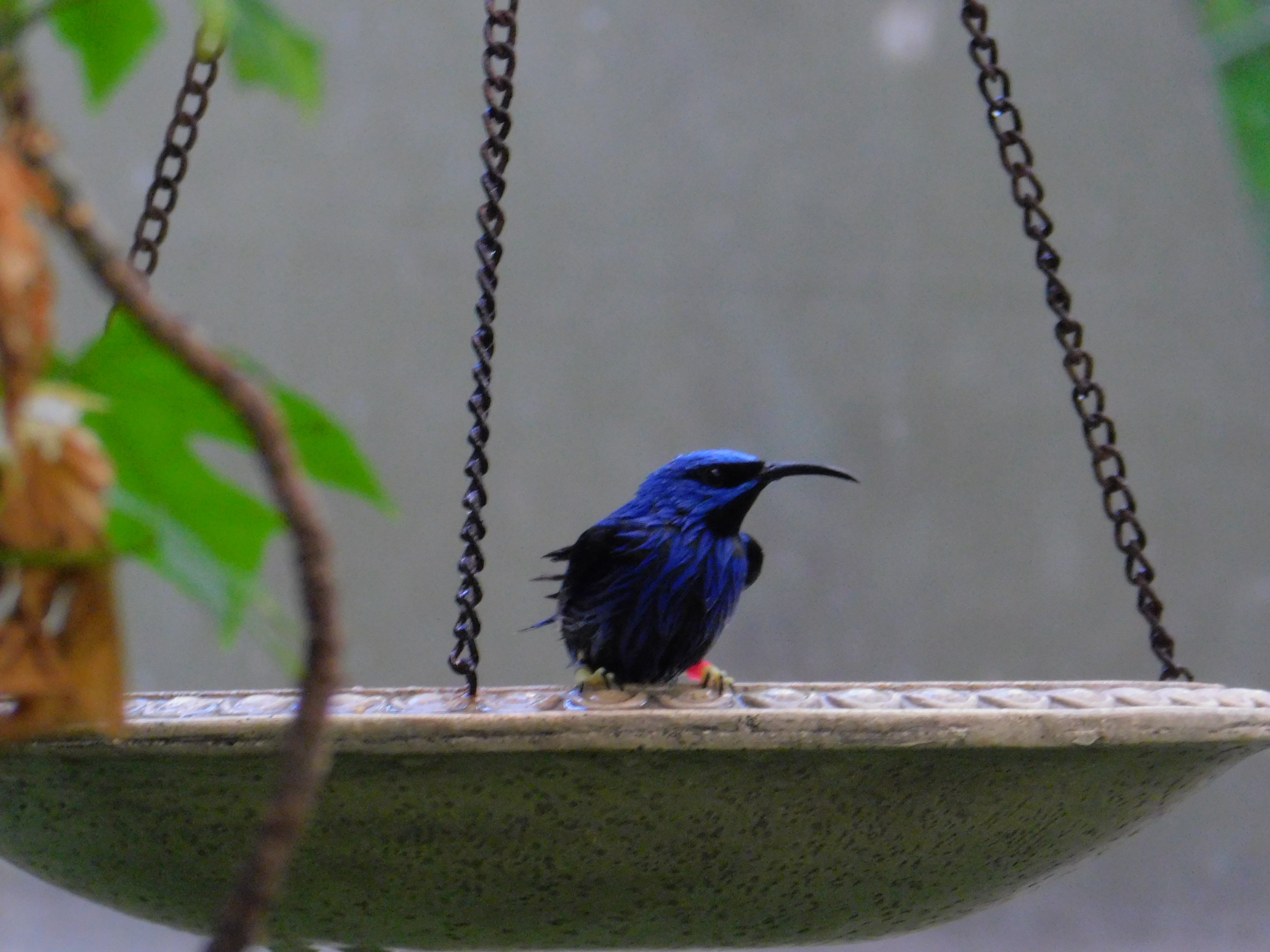 Purple Honeycreeper
