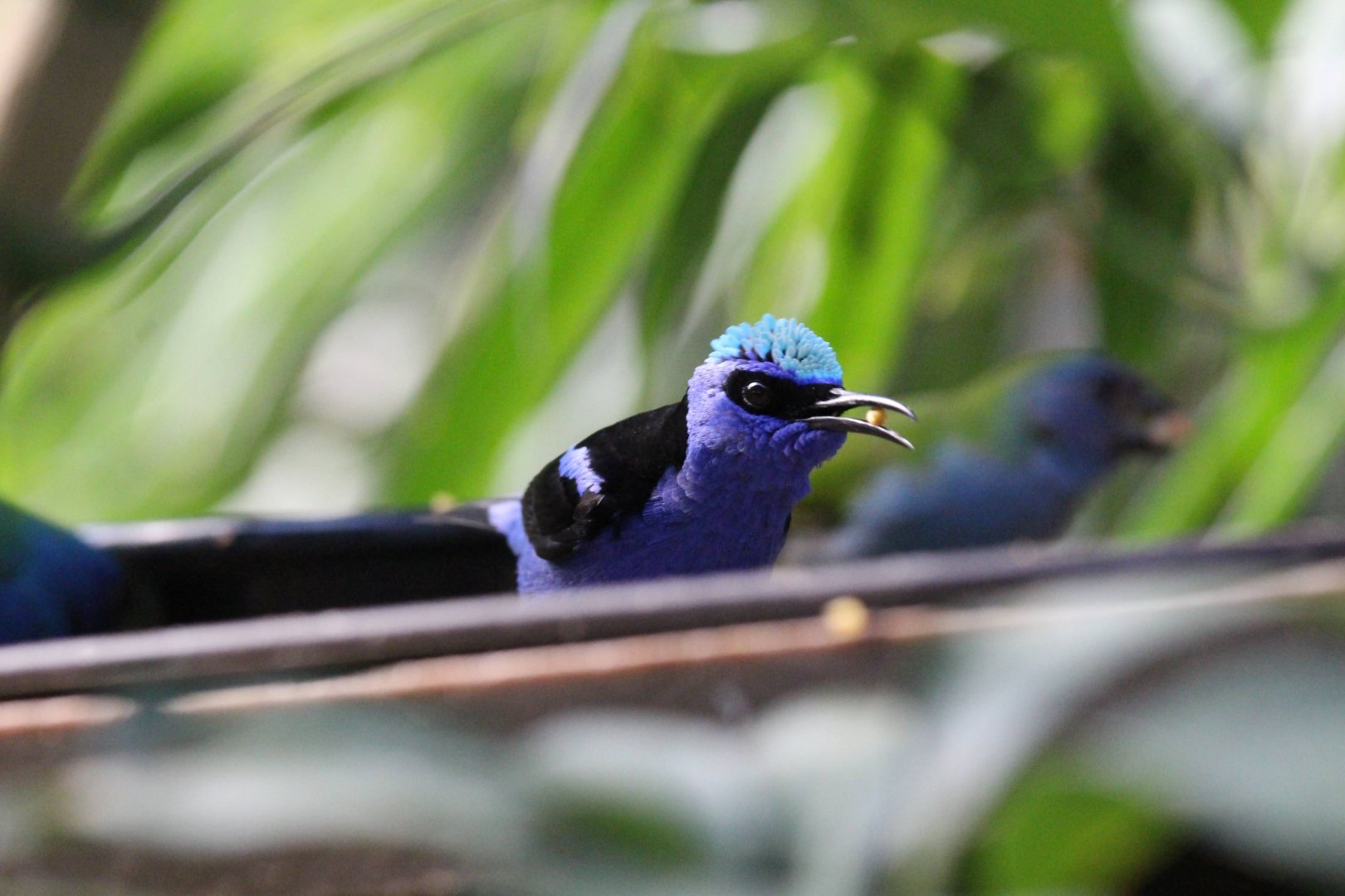 Purple Honeycreeper