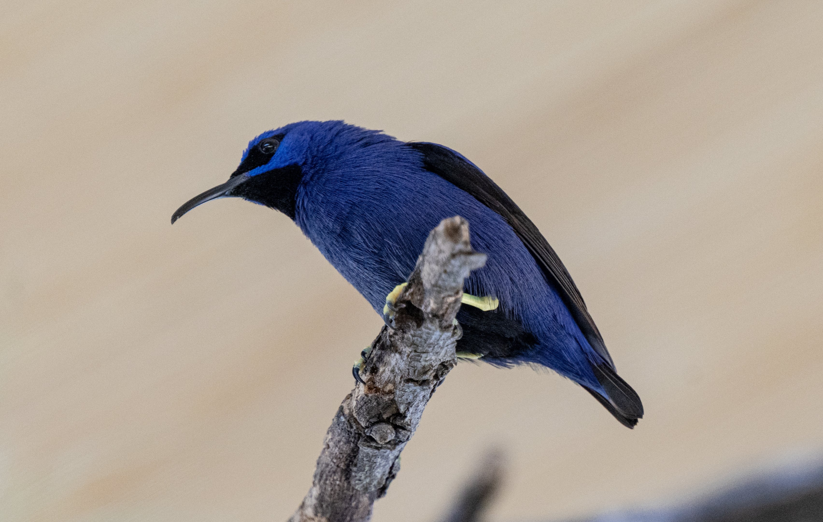 Purple Honeycreeper