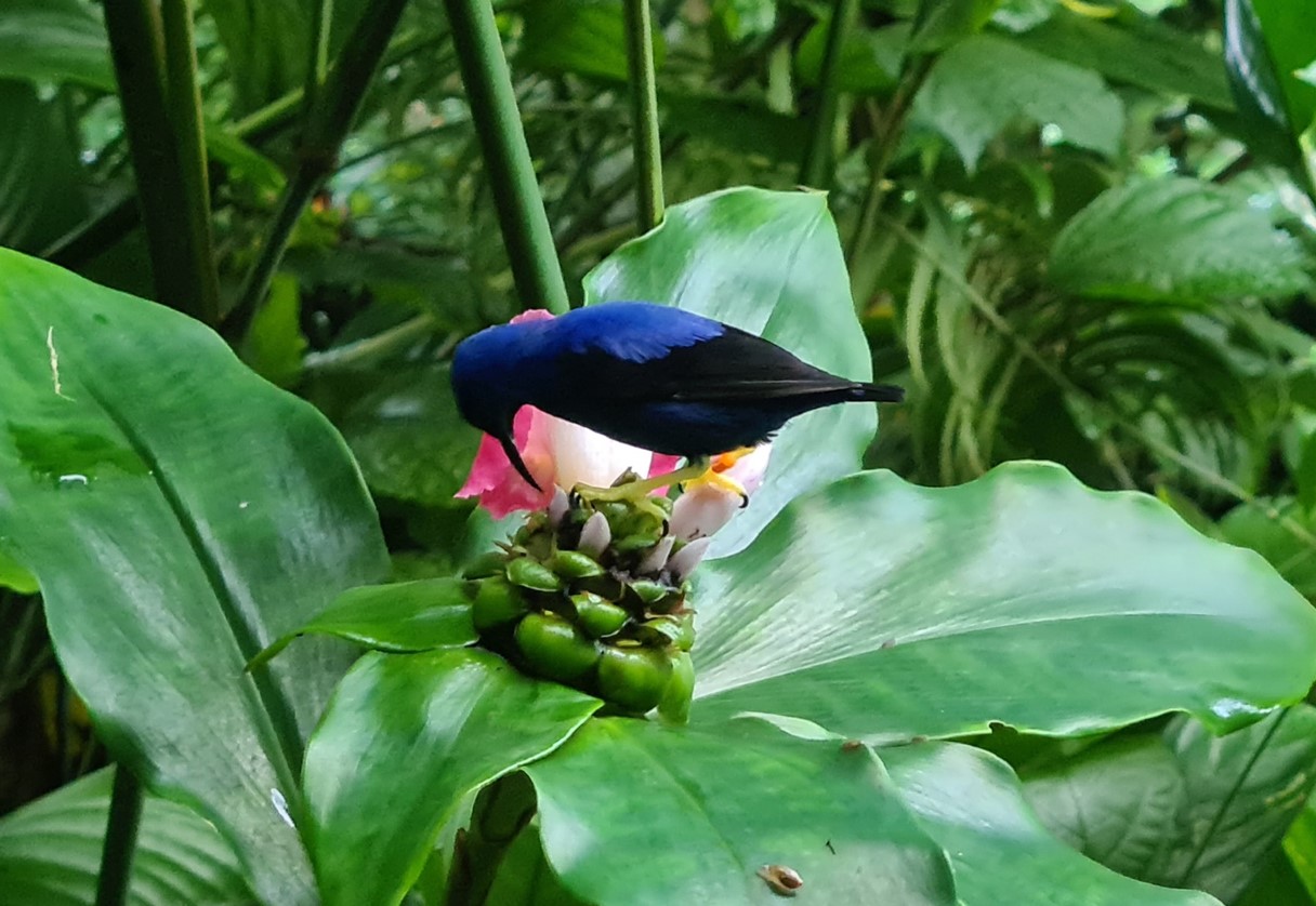 Purple honeycreeper