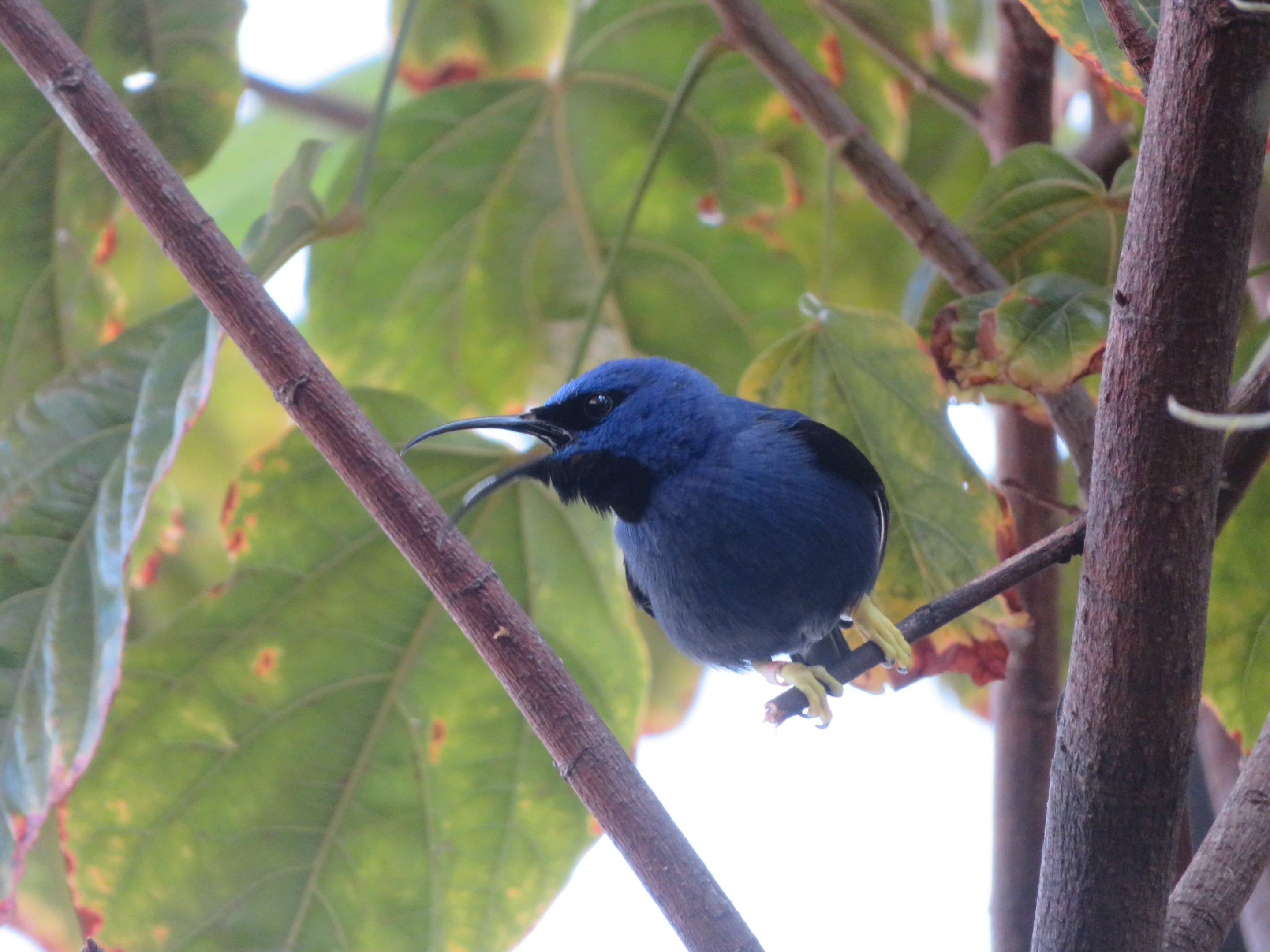 Purple Honeycreeper