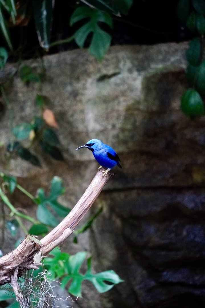 Purple Honeycreeper