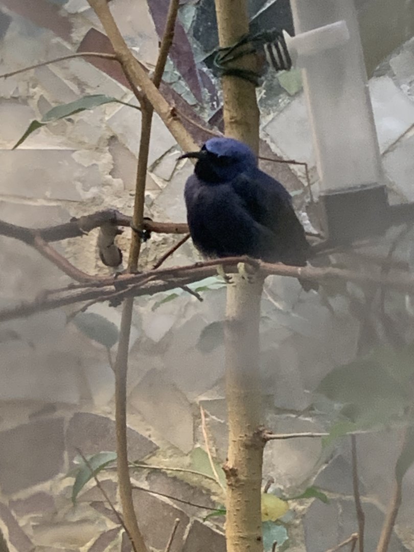 Purple honeycreeper