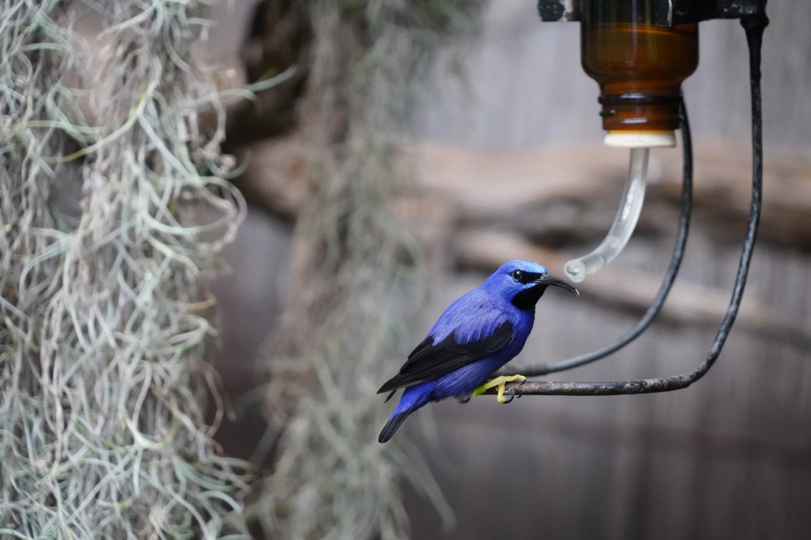Purple honeycreeper