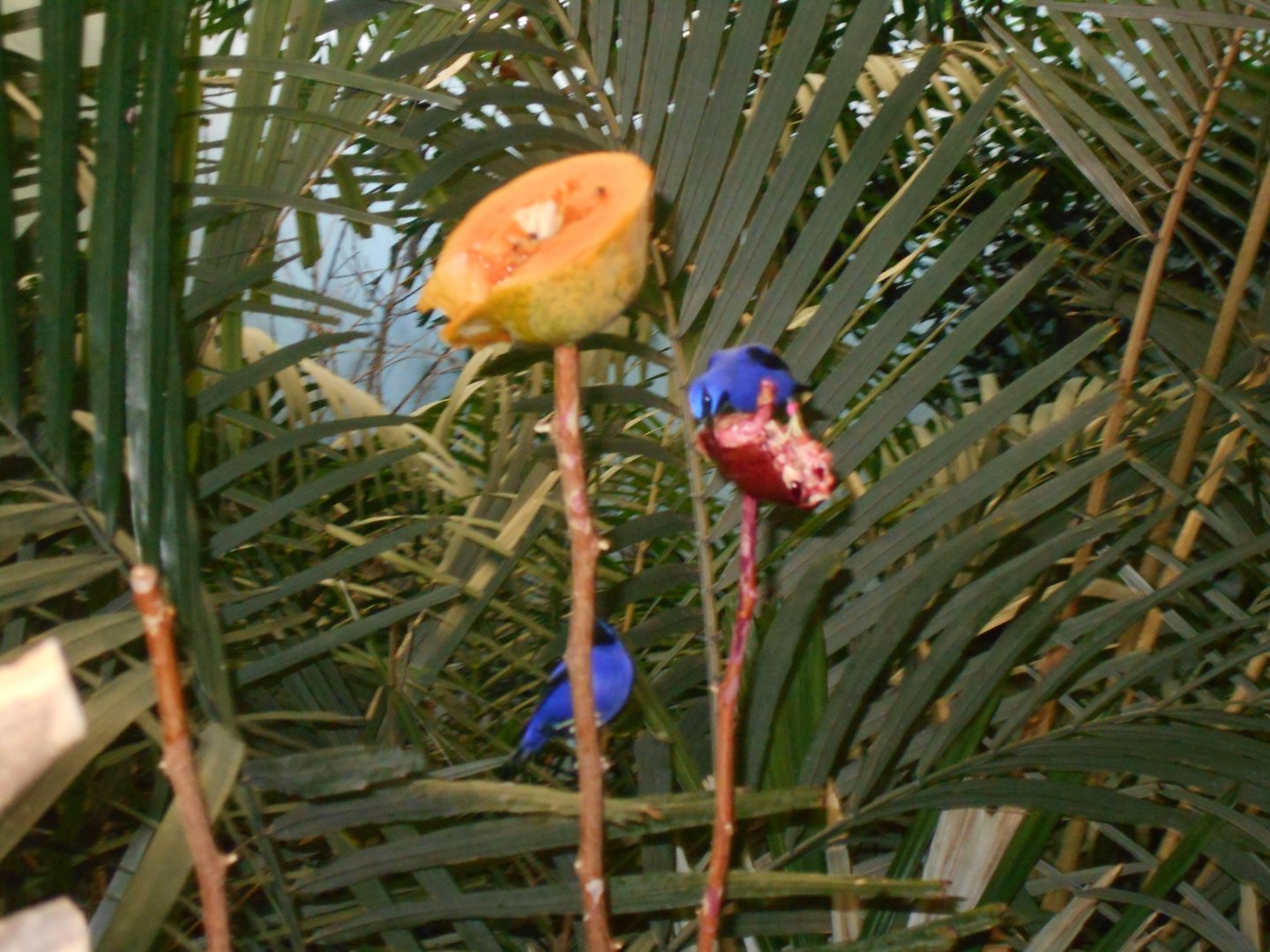 Purple Honeycreepers