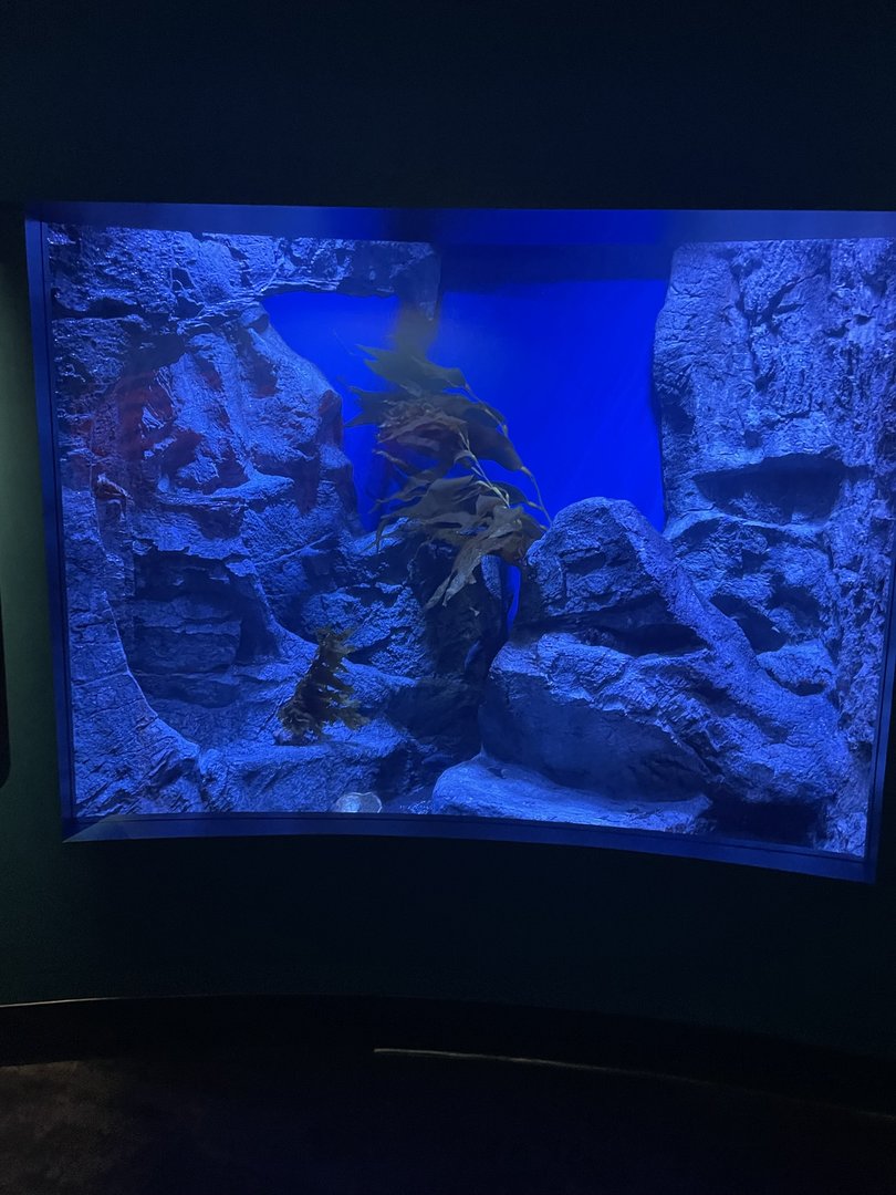 Purple Hydrocoral Exhibit