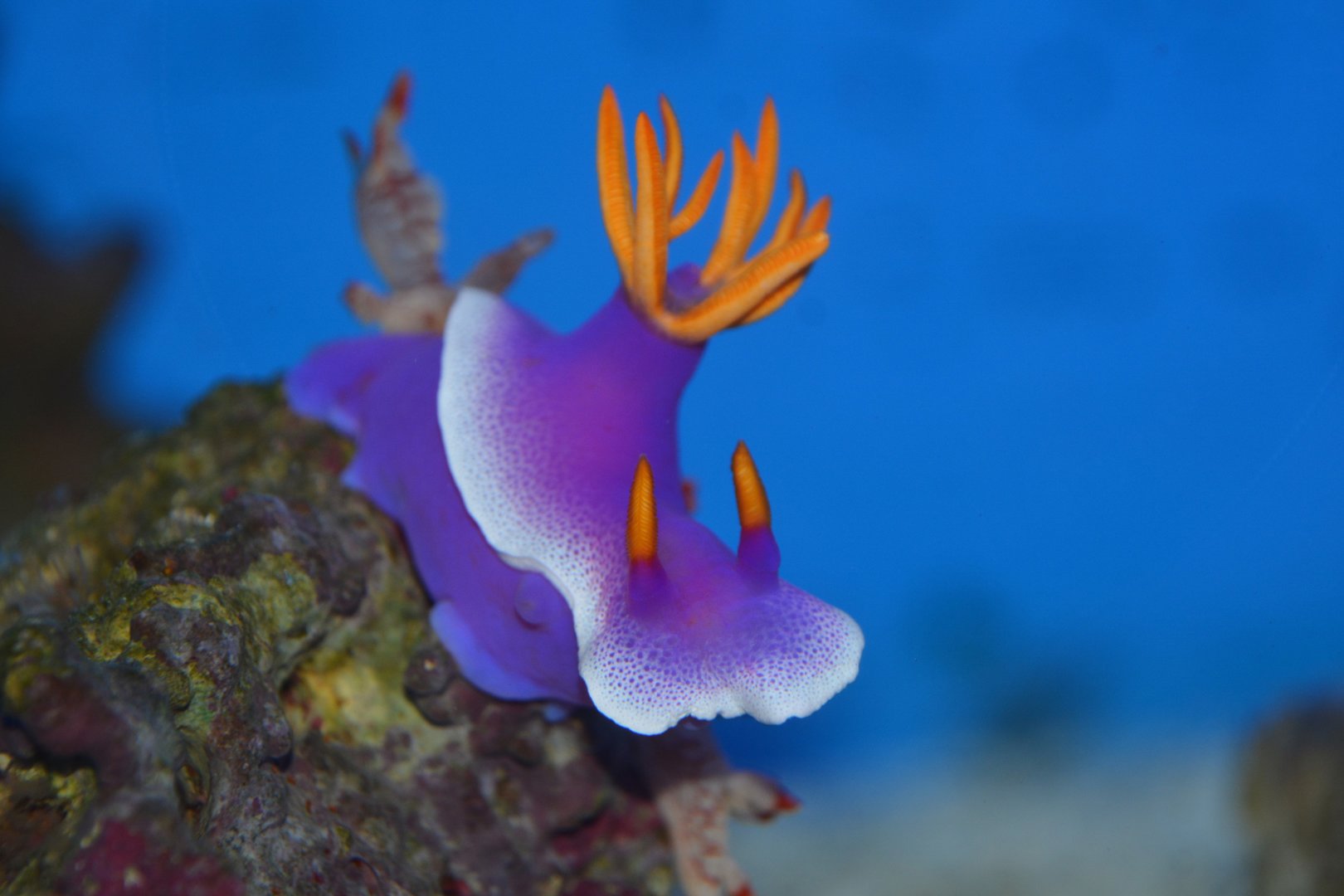 Purple hypselodoris (Hypselodoris apolegma)
