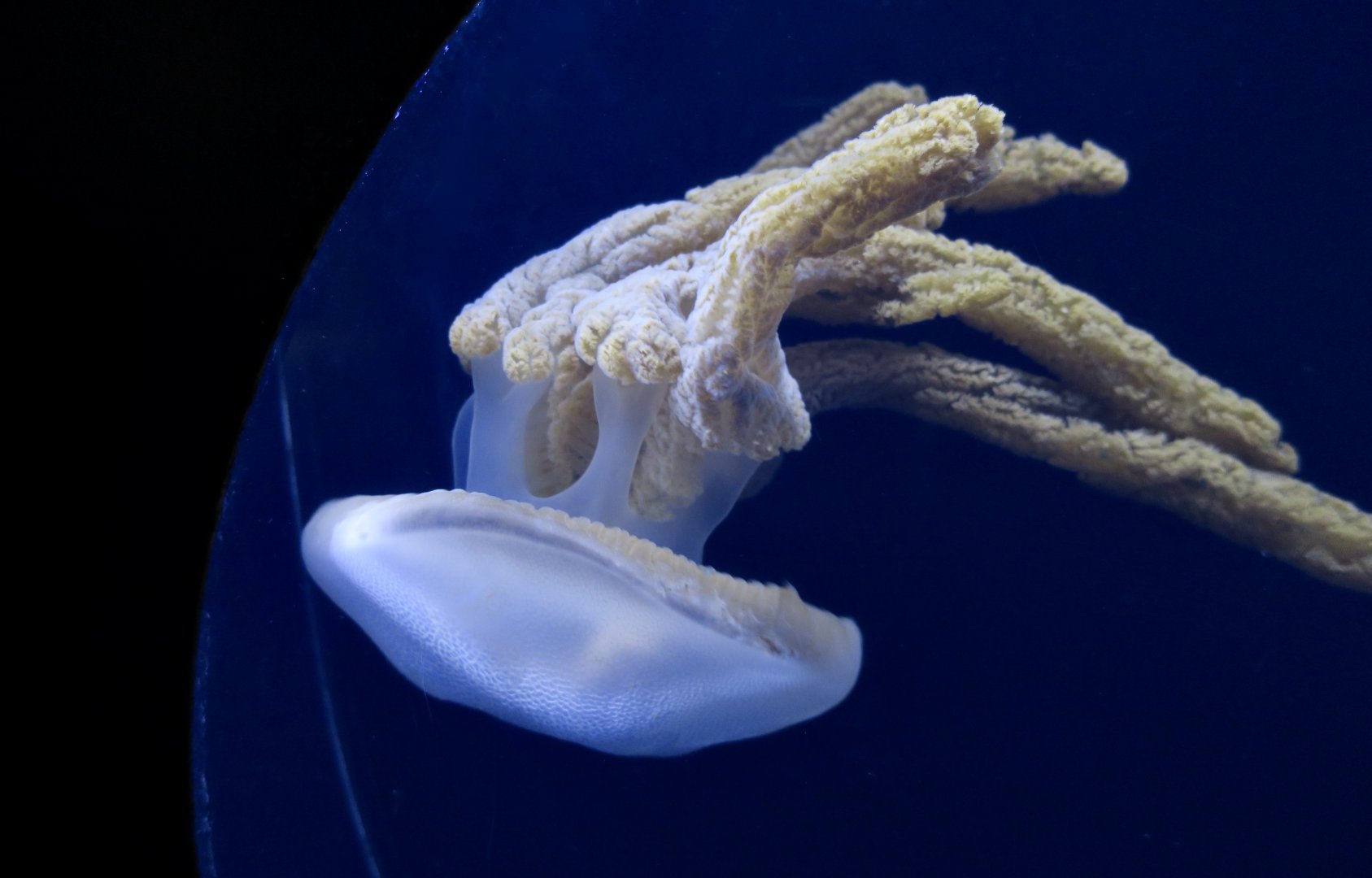 Purple Jellyfish (Thysanostoma thysanura)