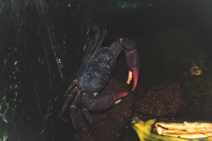 Purple land crab (Gecarcoidea lalandii) - Aviary Park