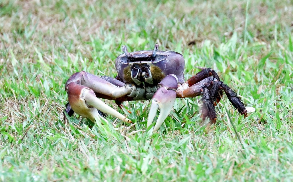 Purple Land Crab