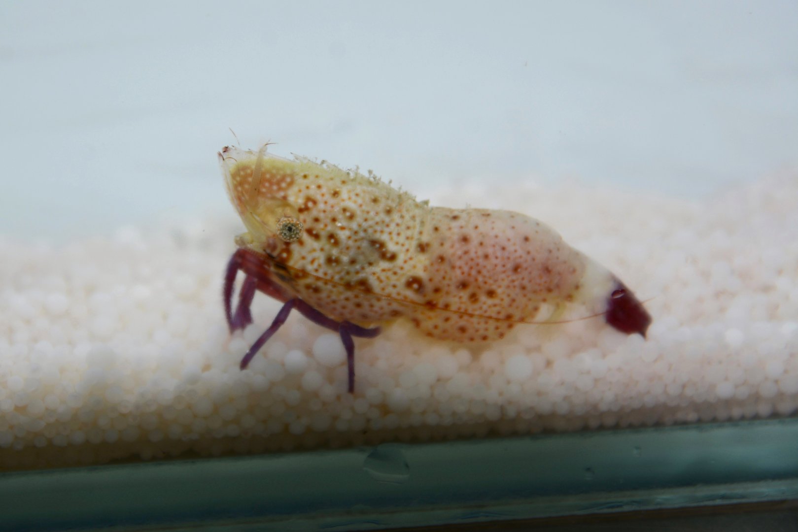 Purple-legged marble shrimp (Saron rectirostris)