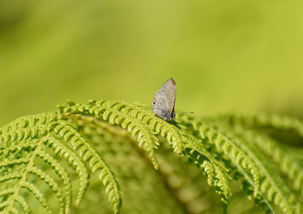 Purple Line-Blue, Prosotas dubiosa