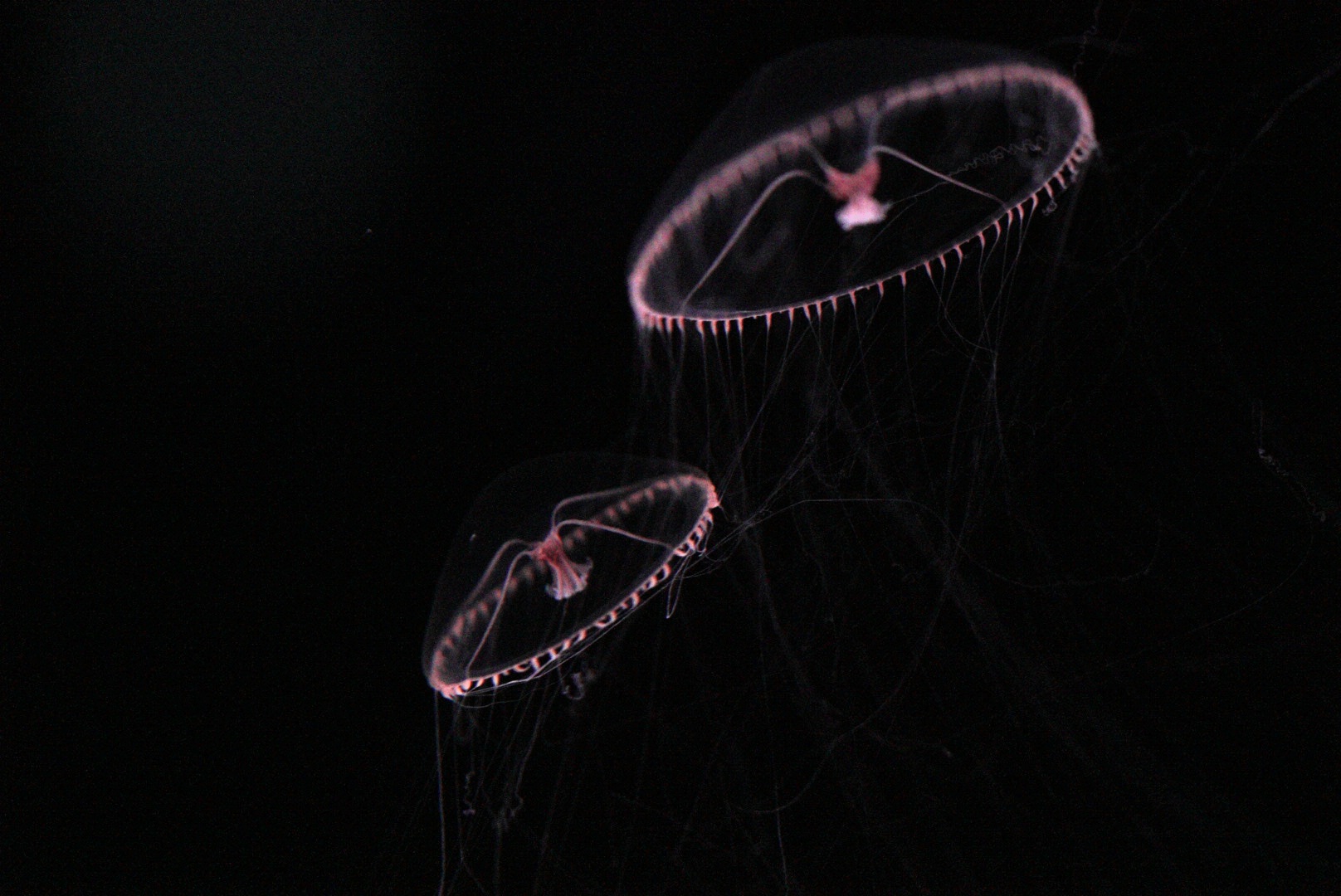Purple Lipped Jellies (Earlaria Pupurea)