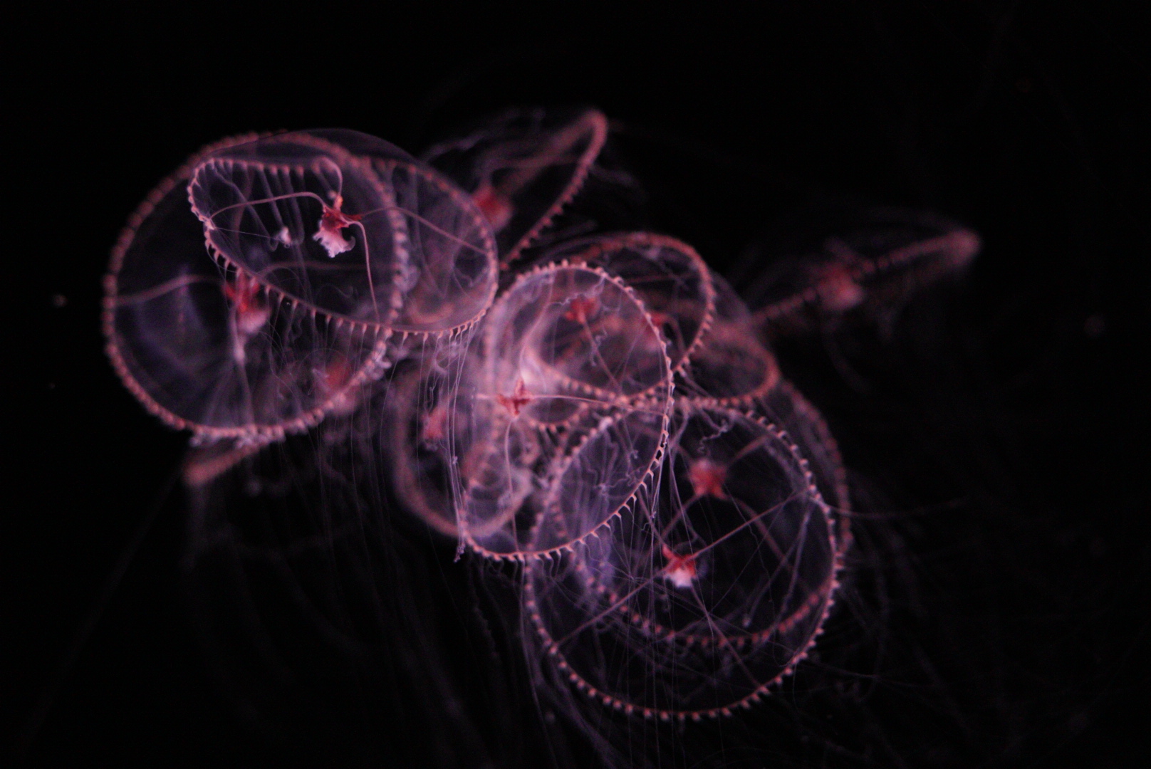 Purple Lipped Jellies in a Tangle (Earlaria Pupurea)