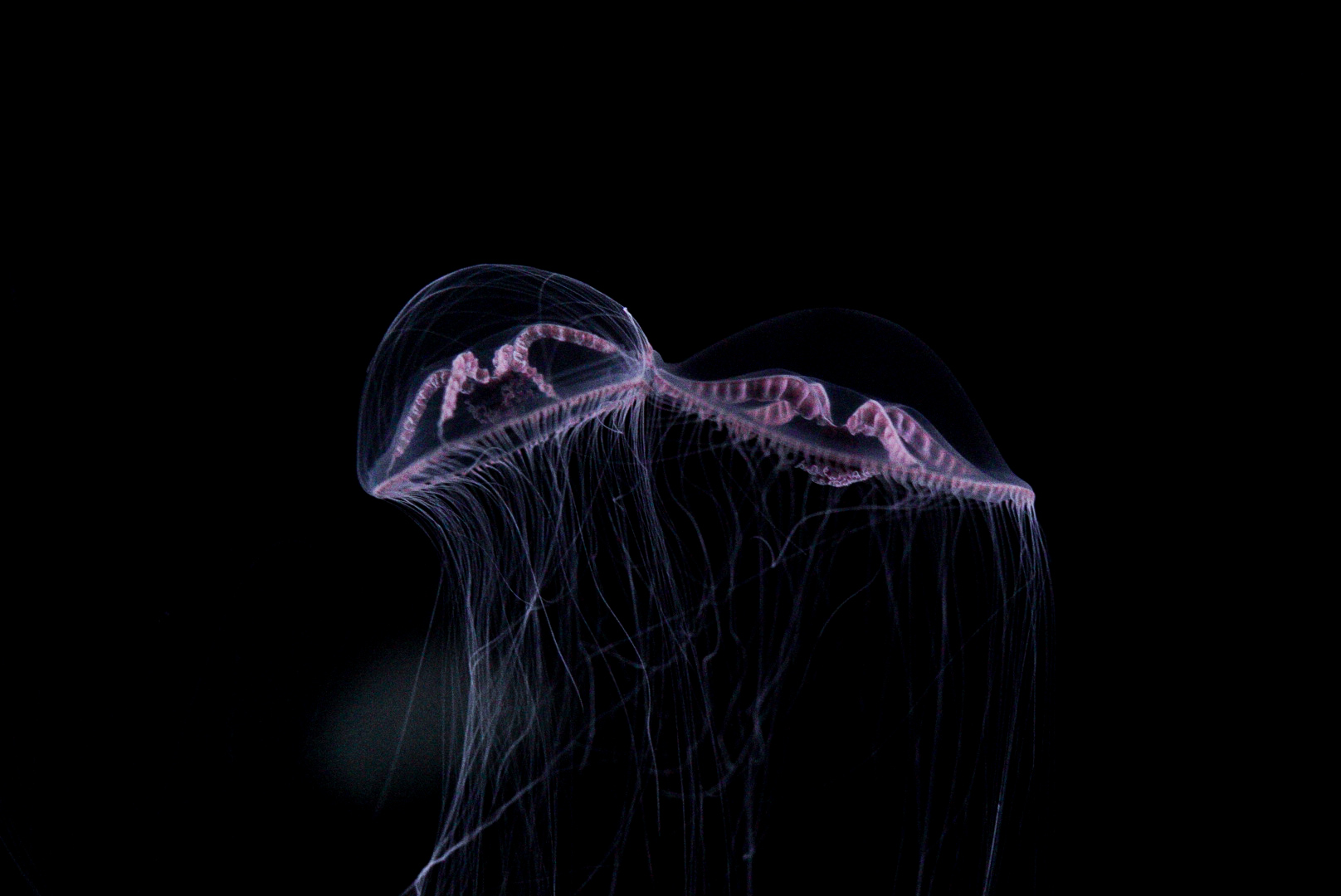 Purple Lipped Jellies // Into the Deep