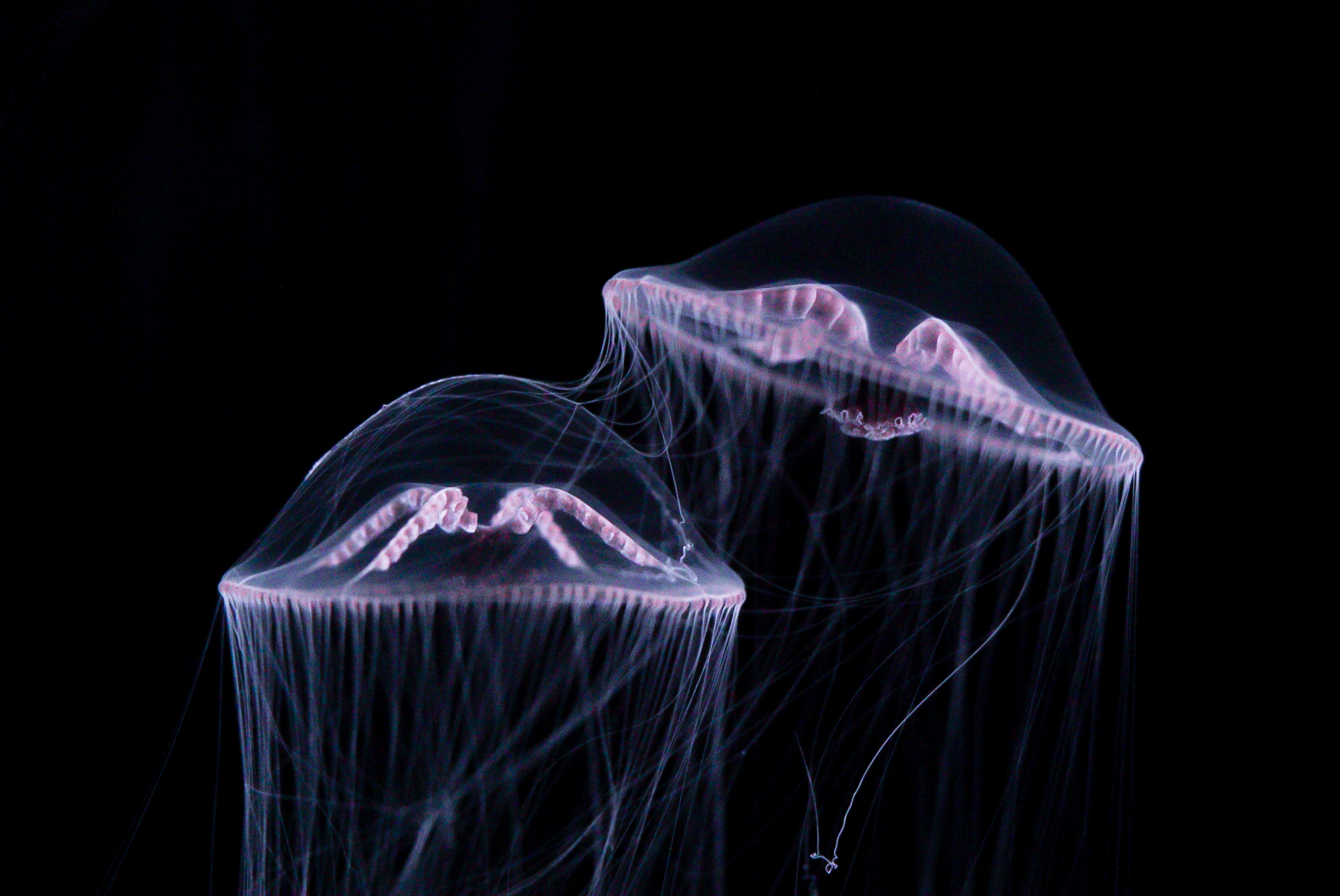 Purple Lipped Jellies // Into the Deep